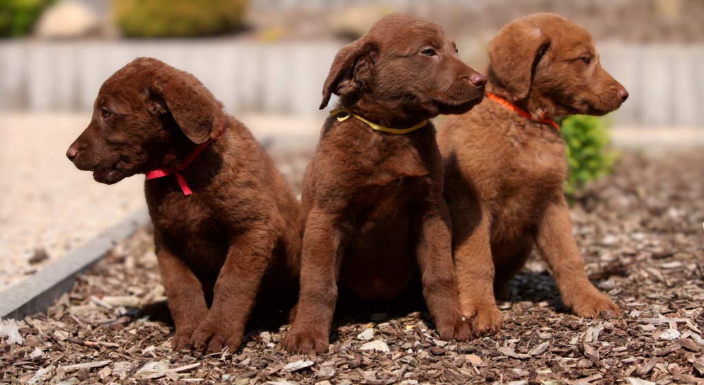 chesapeake bay retriever welpen
