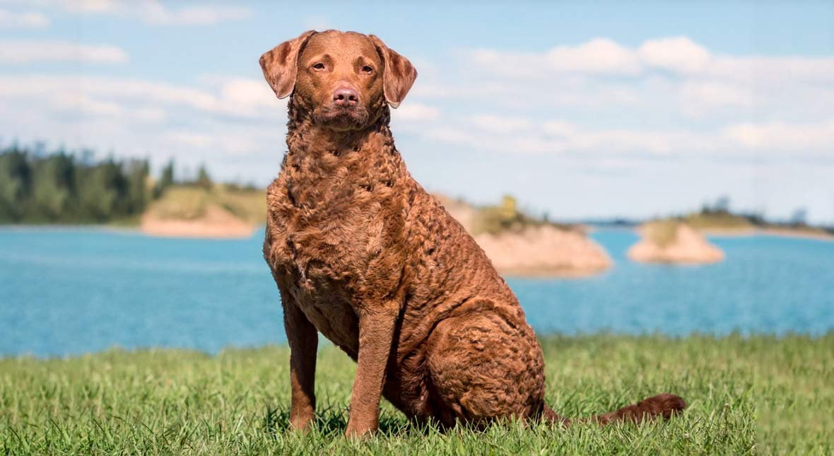 chesapeake water dog