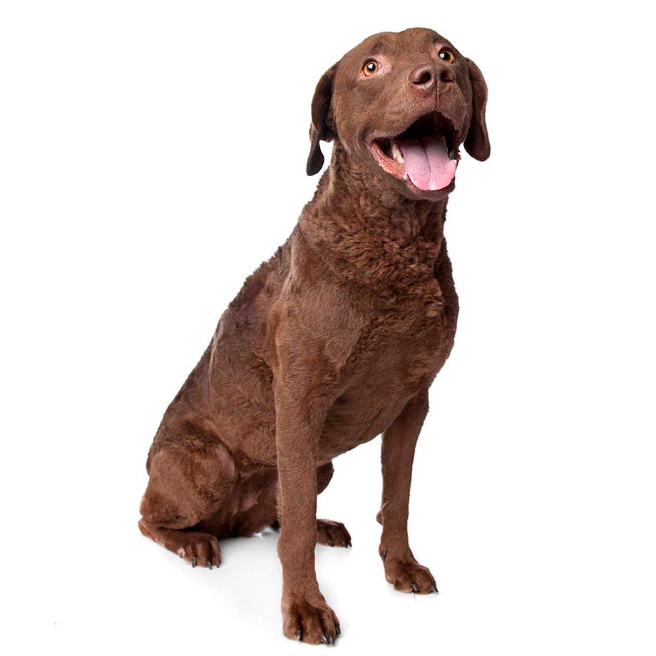 retriever chesapeake bay